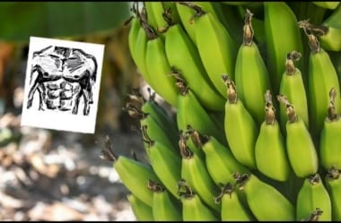 Amido Resistente: O Que É, Benefícios, Malefícios E Onde Encontrar Esse Carboidrato