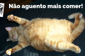 Importância Da Saciedade E Como Emagrecer Sem Passar Fome Se Mantendo Saciado Com A Dieta Low-Carb