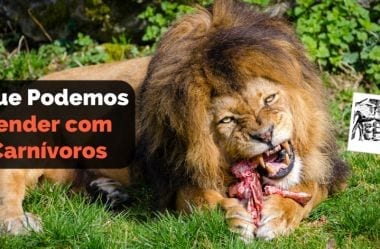 Dieta Carnívora: 8 Lições Que Podemos Aprender Com Os Carnívoros