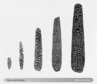 evolução do milho 